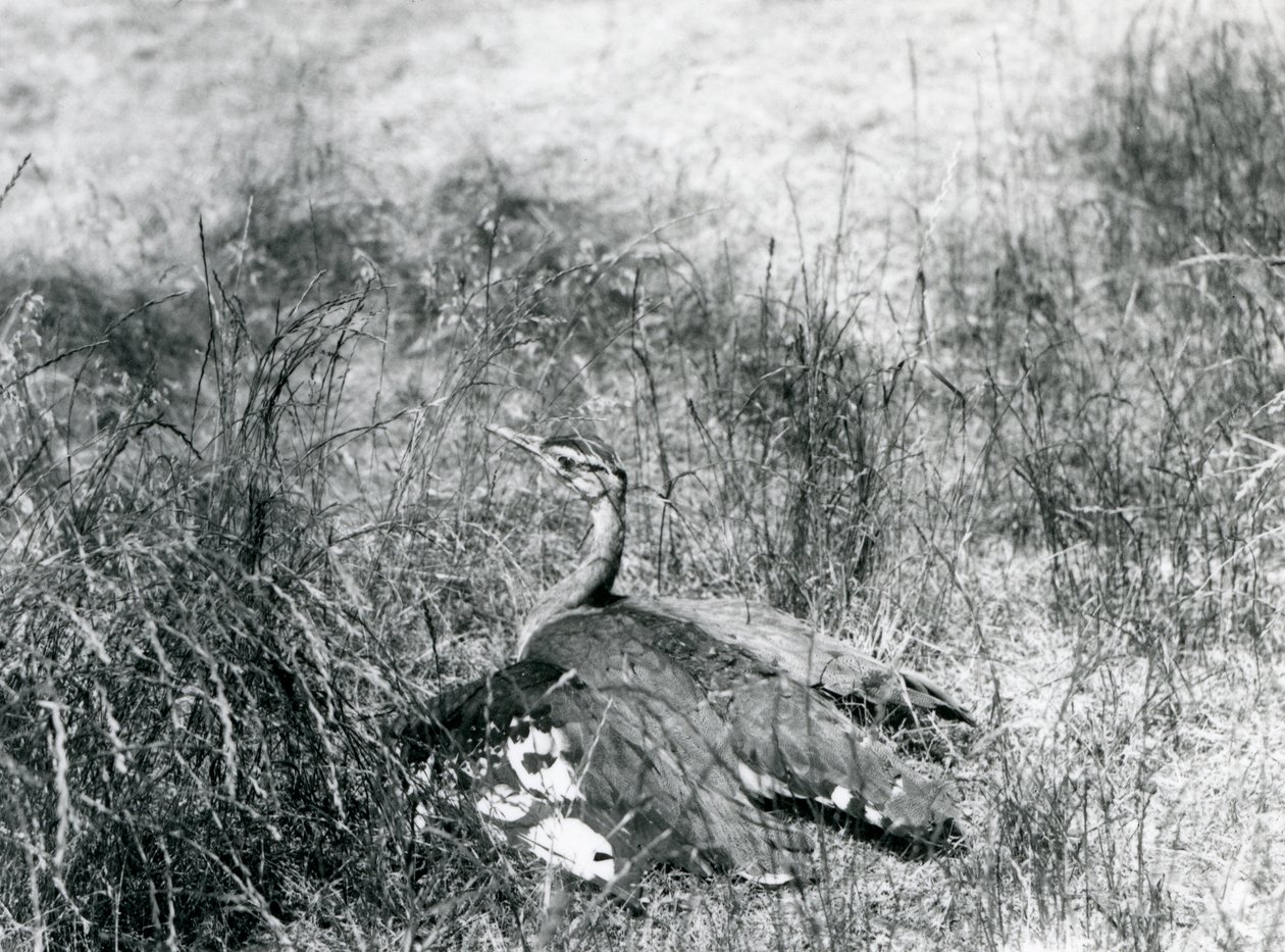 Een bijna bedreigde Arabische trap spreidt zijn vleugels, dicht bij de grond, tussen een stuk lang gras, London Zoo, juli 1925 door Frederick William Bond