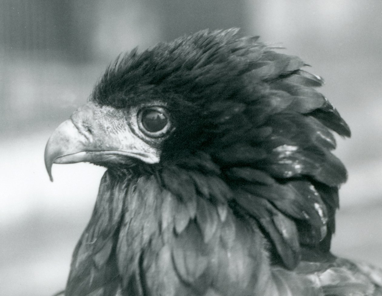 Een bijna bedreigde Bateleur-arend in de London Zoo, 1927 door Frederick William Bond