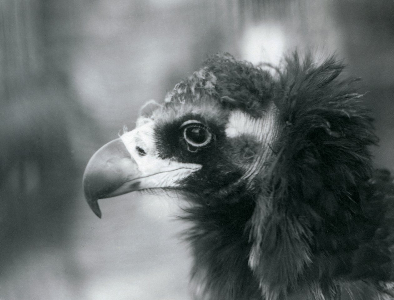 Een bijna bedreigde Euraziatische zwarte gier in de London Zoo, 1927 door Frederick William Bond