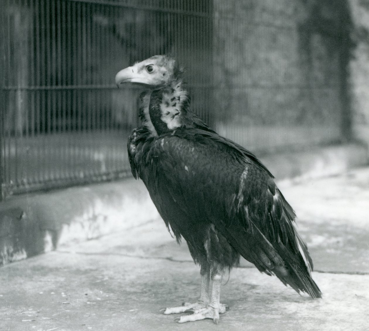 Een bijna bedreigde Euraziatische zwarte gier in de London Zoo, 1927 door Frederick William Bond
