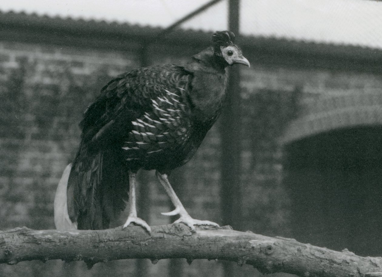 Een bijna bedreigde Viellots vuurhoen op een tak, London Zoo, 1927 door Frederick William Bond