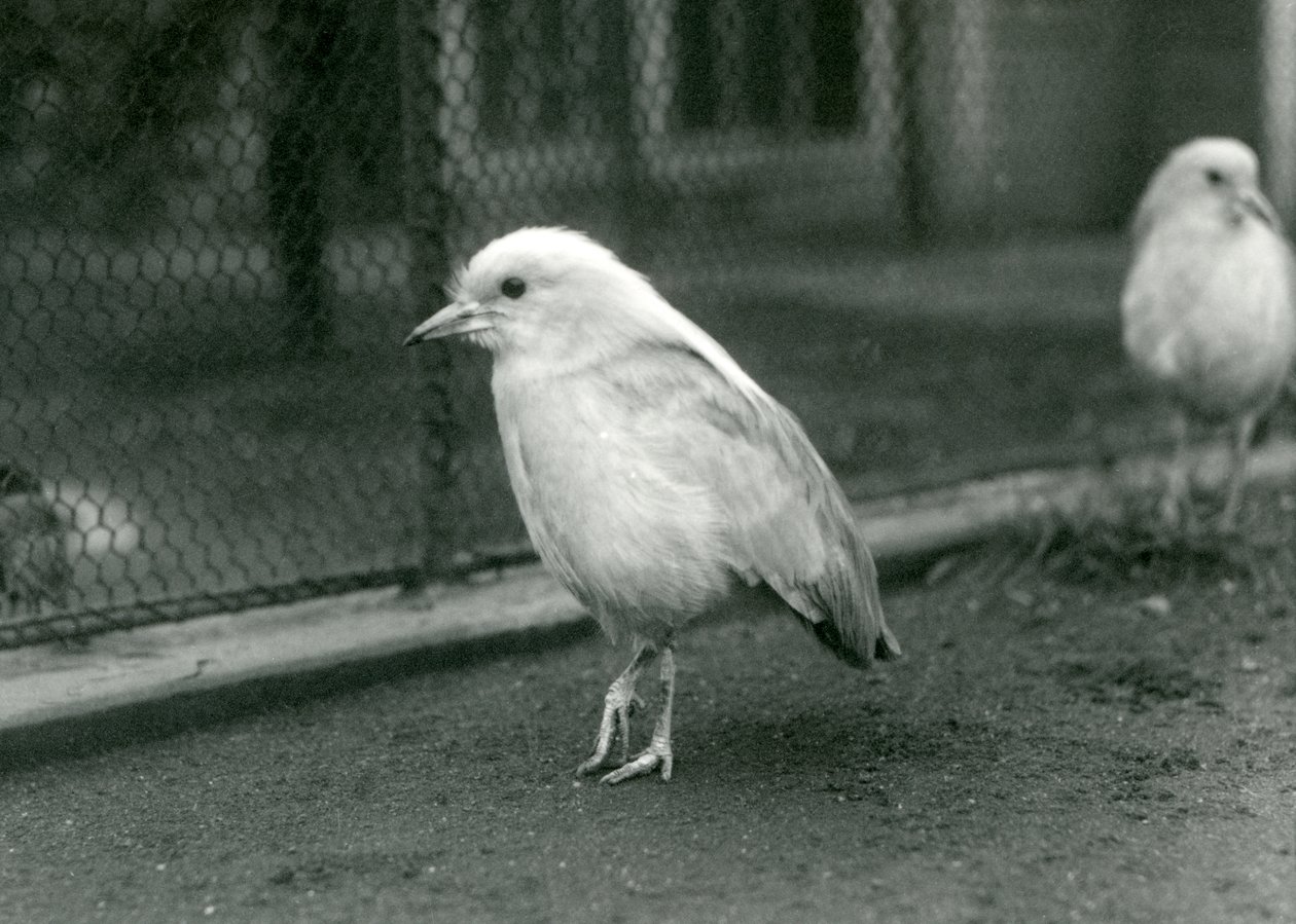 Een paar Kagus, of Cagous, staand op de vloer van hun verblijf bij de London Zoo, 1927 door Frederick William Bond