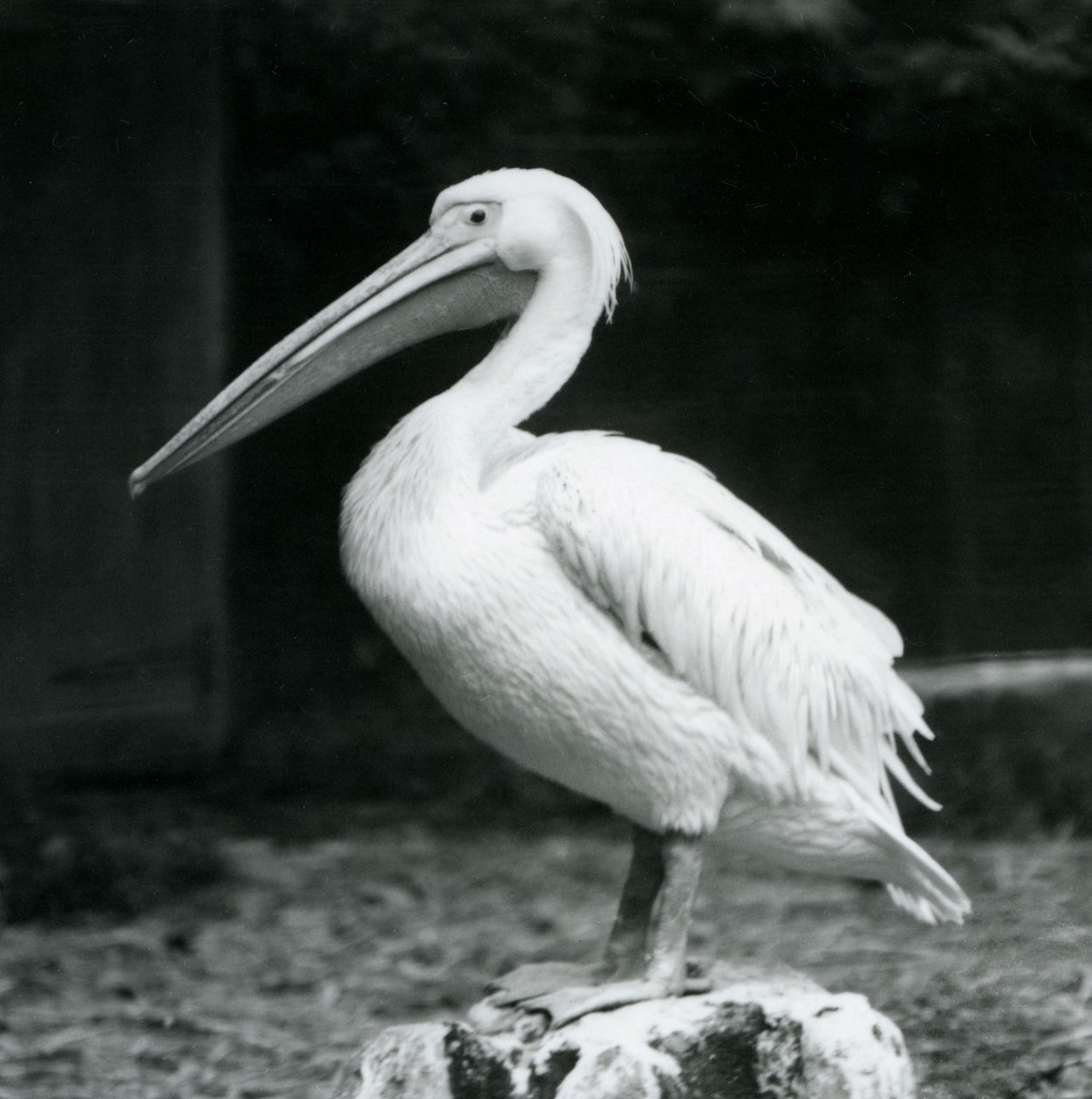 Een pelikaan staand op een boomstronk bij London Zoo in september 1925 door Frederick William Bond