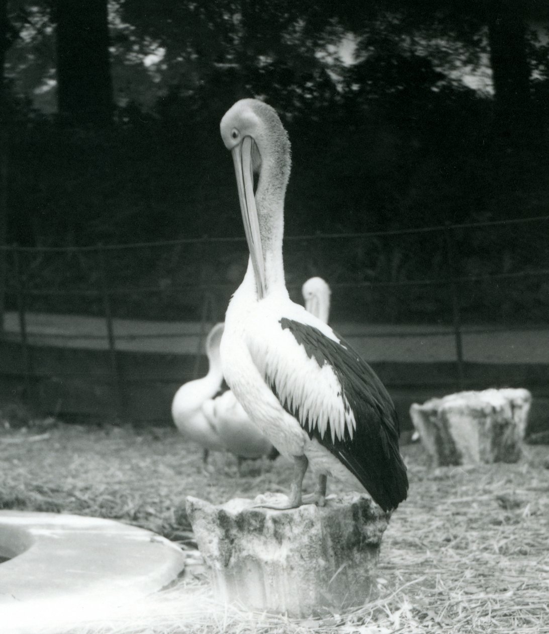 Een pelikaan, staand op een boomstronk, zijn nek poetsend bij London Zoo in september 1925 door Frederick William Bond