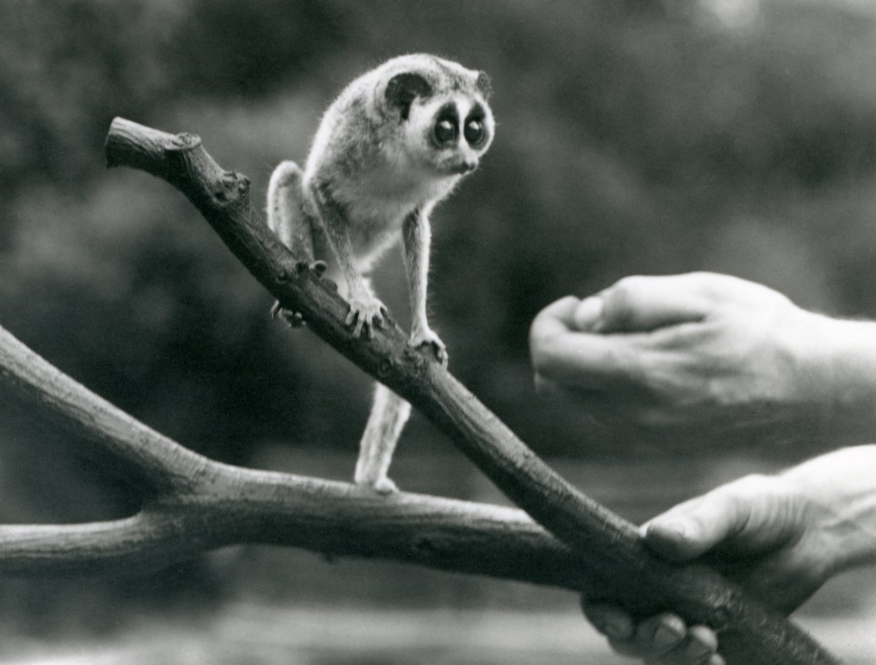 Een slanke lori staand op een tak vastgehouden door een verzorger, London Zoo, augustus 1926 door Frederick William Bond