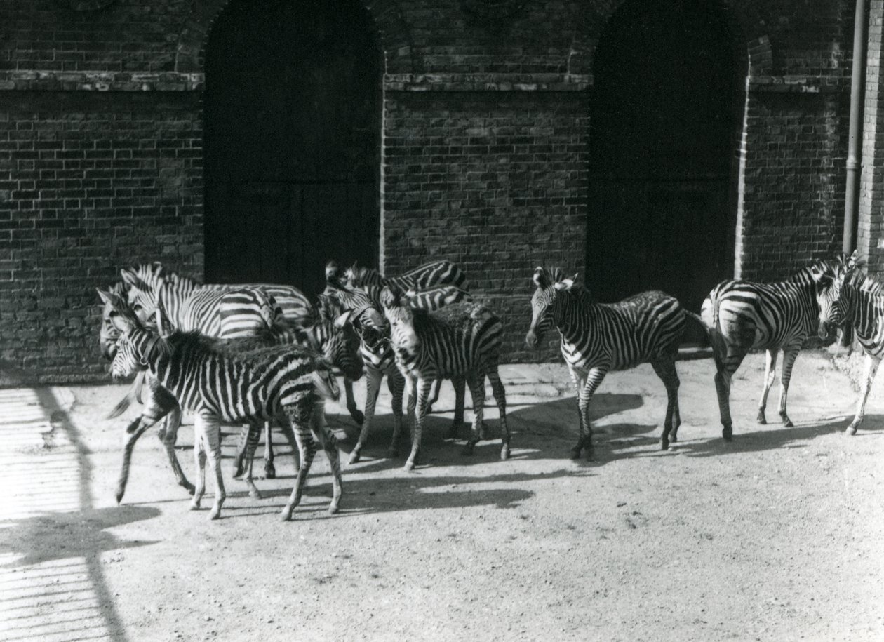 Een kleine kudde Chapmans zebra