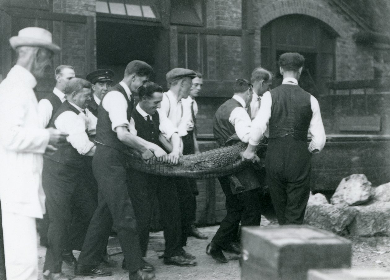 Een team van mannen draagt een alligator onder toezicht van Sir Peter Chalmers Mitchell, London Zoo door Frederick William Bond