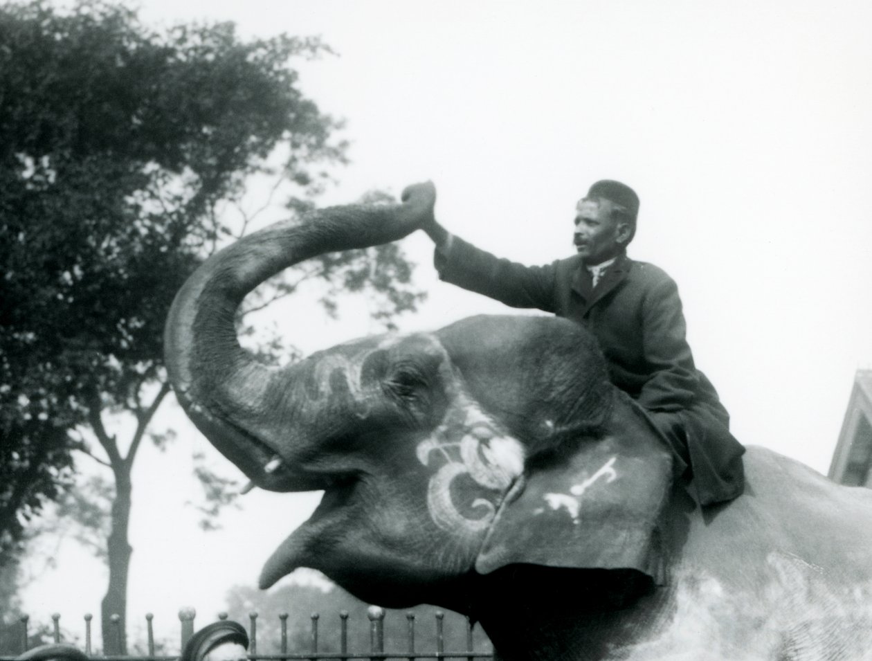 Een Trainer zittend op de nek van een Versierde Indiase Olifant terwijl hij naar voren reikt om het uiteinde van zijn opgerichte slurf vast te houden, London Zoo, 1927 door Frederick William Bond