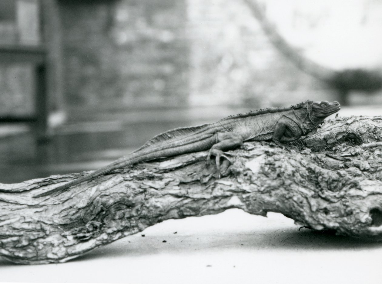Een kwetsbare zeilvinhagedis rustend op een boomstam in London Zoo in 1928 door Frederick William Bond
