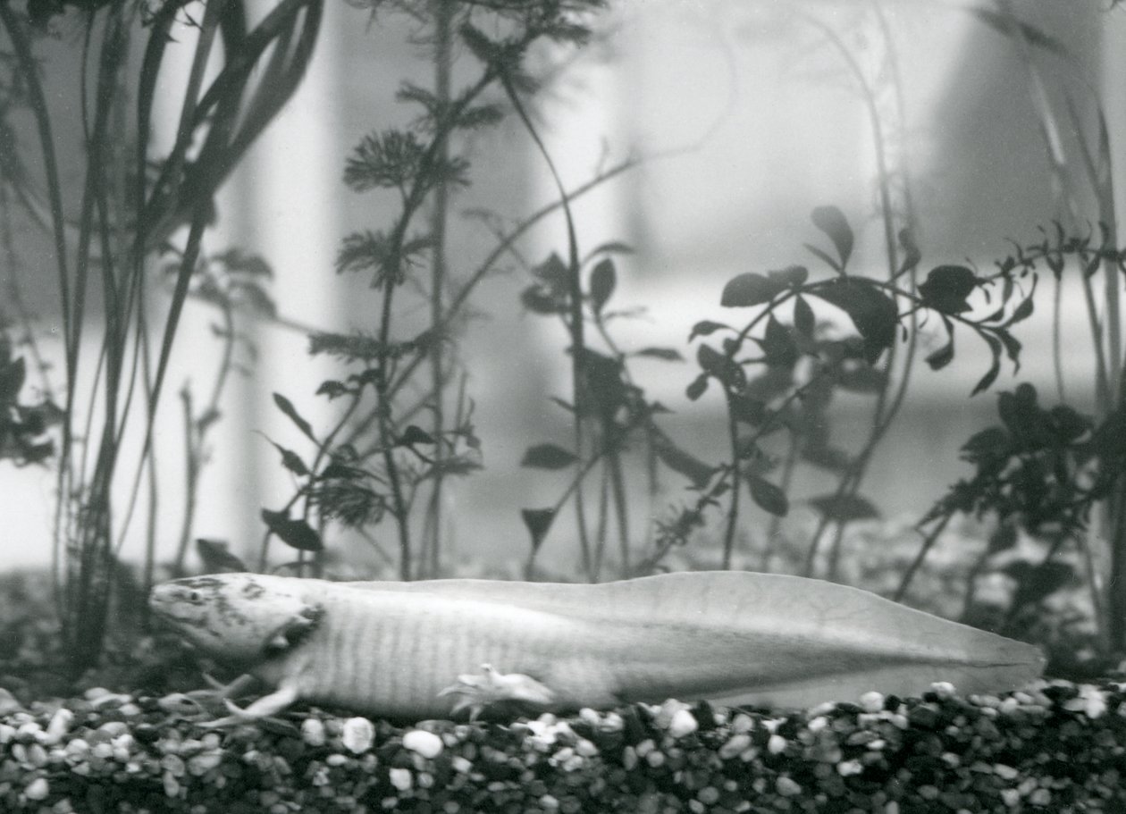 Een witte Axolotl/Mexicaanse Salamander rustend op grind op de bodem van een tank in de London Zoo in 1928 door Frederick William Bond