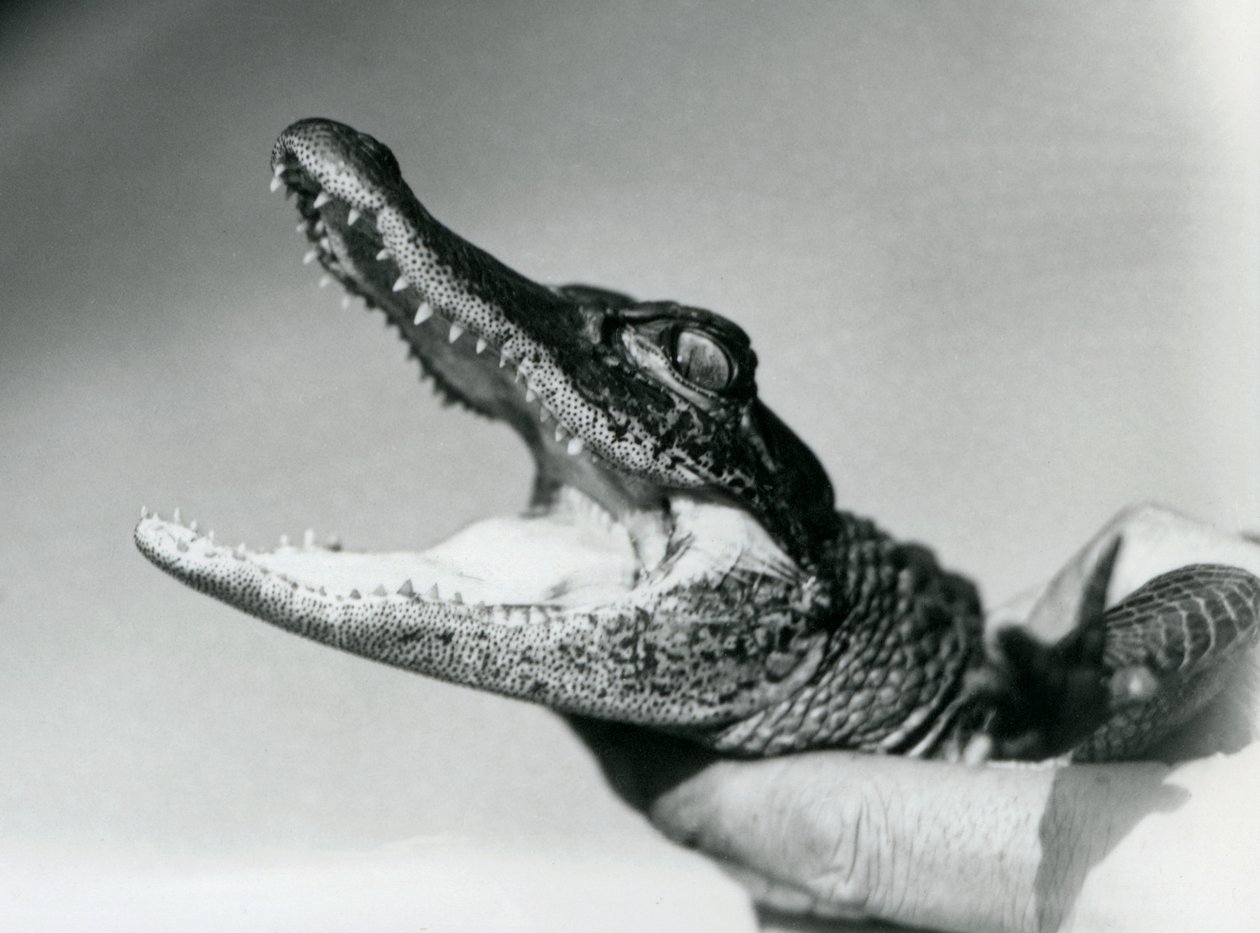 Een jonge Alligator vastgehouden rond de nek door zijn verzorger, London Zoo, augustus 1928 (zwart-wit foto) door Frederick William Bond