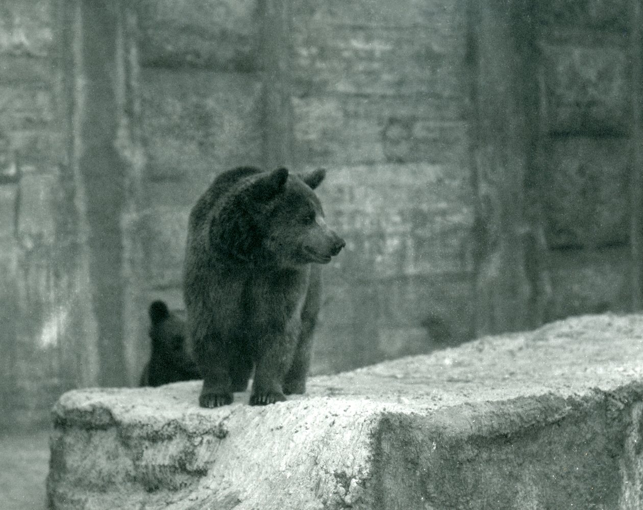 Een jonge bruine beer in de dierentuin van Londen, juni 1914 door Frederick William Bond