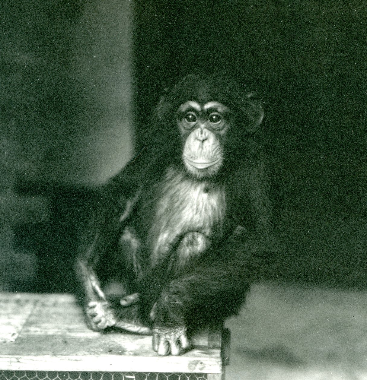 Een jonge Chimpansee zittend op een houten krat in de London Zoo in 1924 door Frederick William Bond