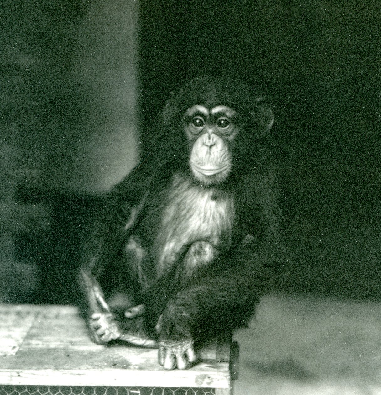 Een jonge chimpansee zittend op een houten krat in London Zoo in 1924 door Frederick William Bond