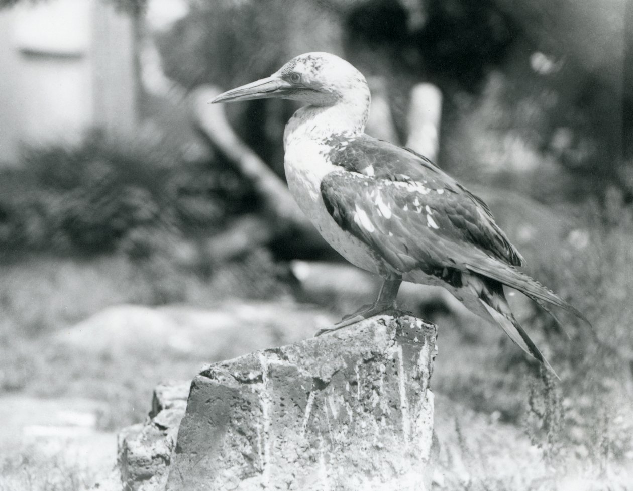 Een jonge Jan-van-gent staand op een boomstronk in London Zoo in 1929 (zwart-wit foto) door Frederick William Bond