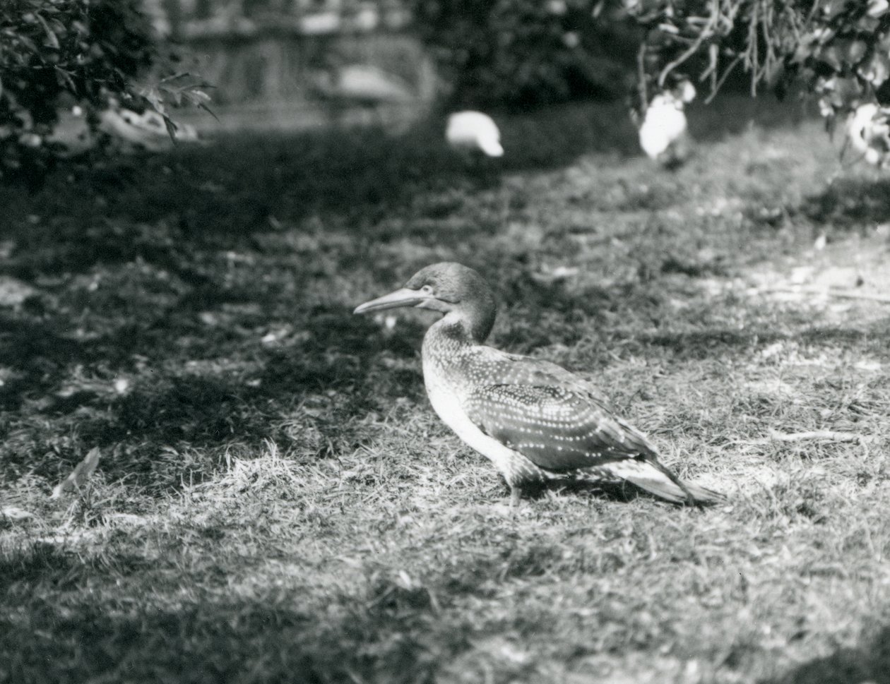 Een jonge Jan-van-gent staat op gras in de Londense Zoo in september 1927 door Frederick William Bond