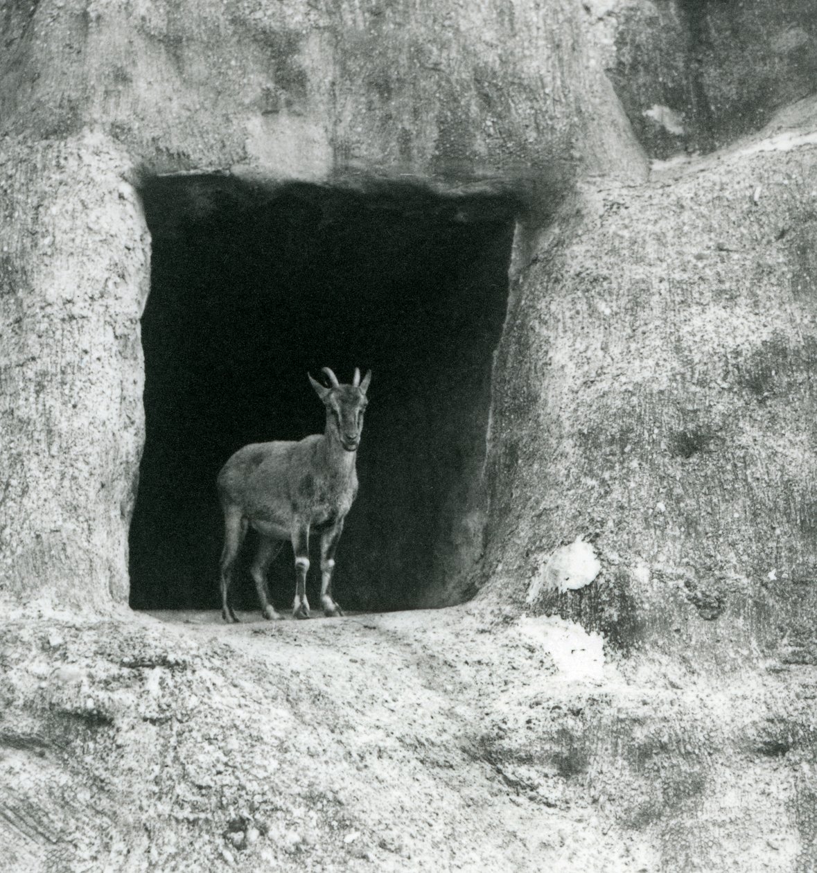 Een jonge Griekse Steenbok staand in de ingang van een grot in de kunstmatige rotsen van de Mappin Terrassen, London Zoo, augustus 1927 door Frederick William Bond