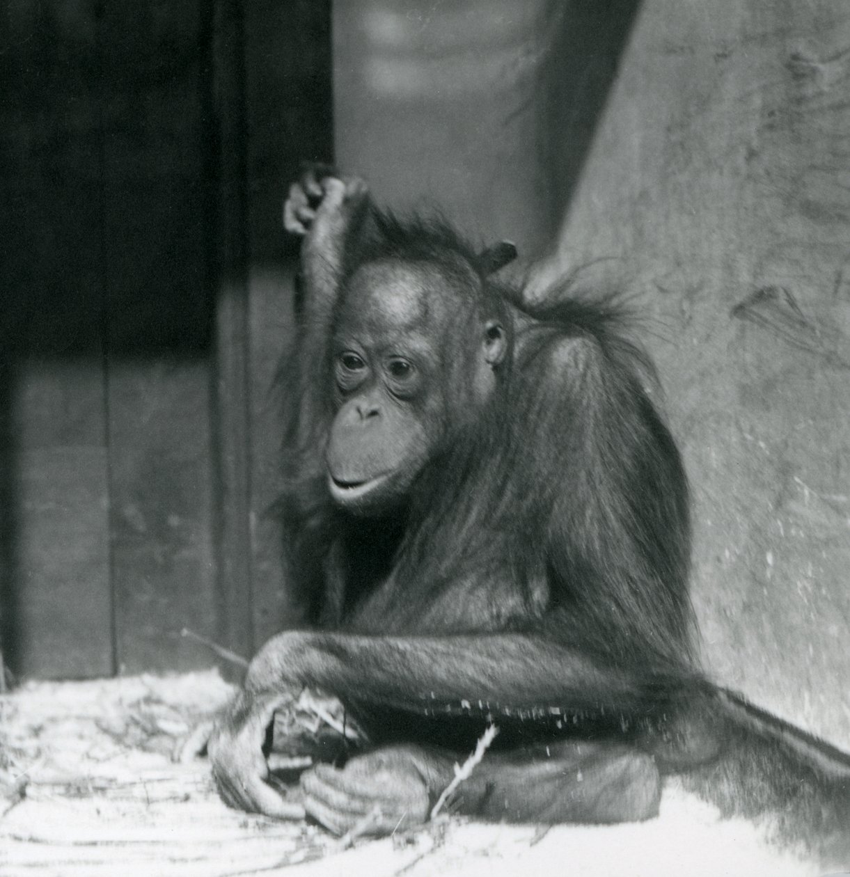 Een jonge Orang-oetan die in zijn verblijf zit in London Zoo, oktober 1925 door Frederick William Bond