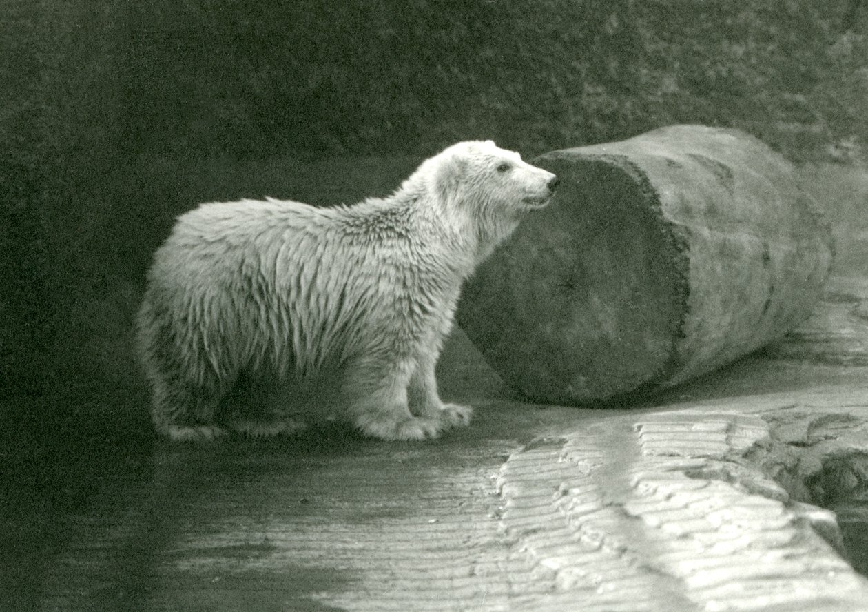 Een jonge ijsbeer in London Zoo in november 1924 door Frederick William Bond
