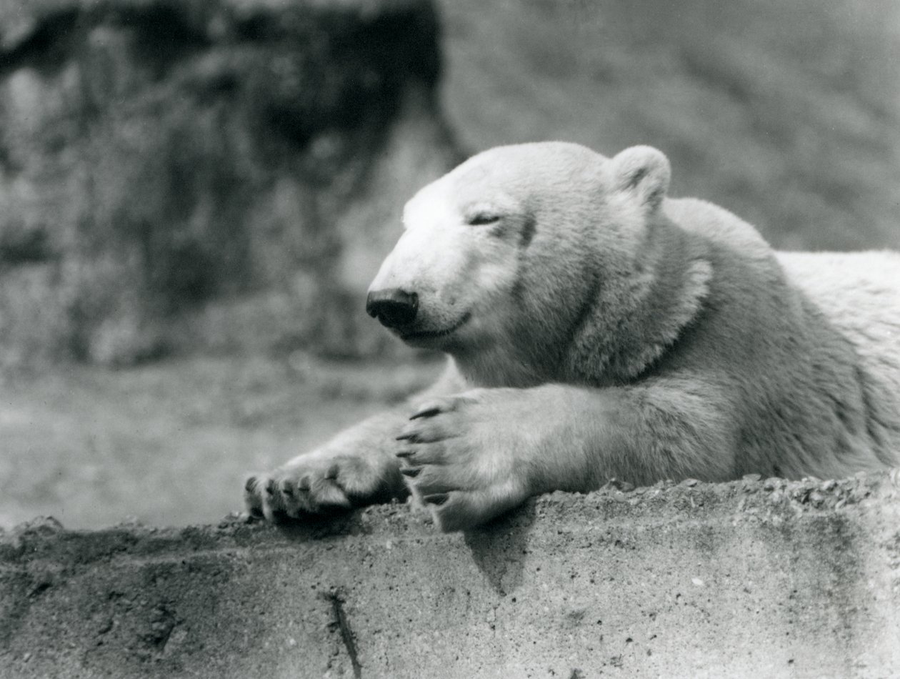 Een jonge ijsbeer rustend op een betonnen richel in London Zoo in 1927 door Frederick William Bond