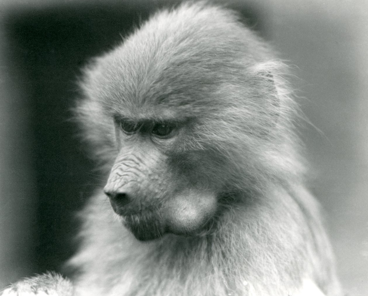 Een jonge Heilige Baviaan met volle wangzak, London Zoo, 1925 door Frederick William Bond