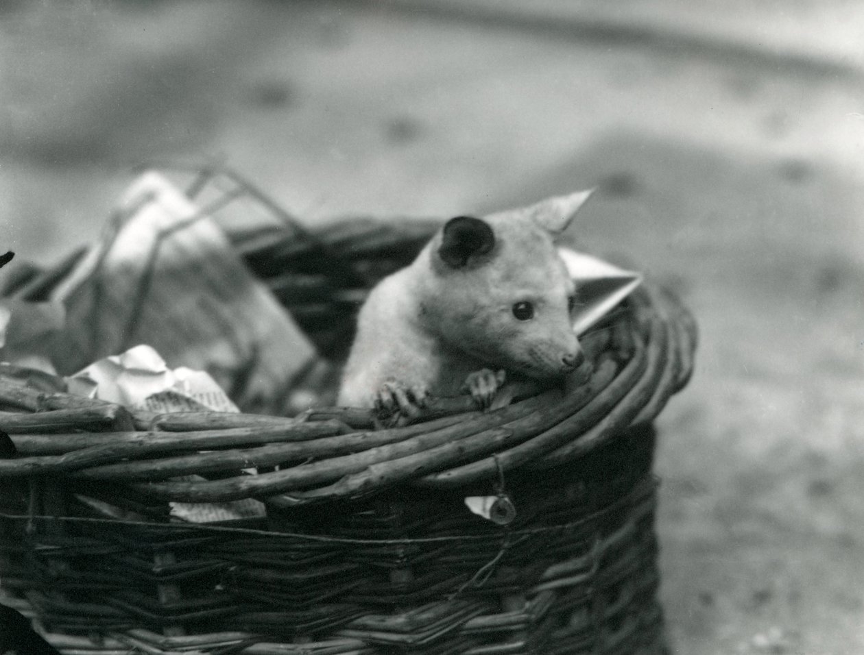 Een jonge albino opossum die uit een mand kijkt in de London Zoo, oktober 1920 door Frederick William Bond
