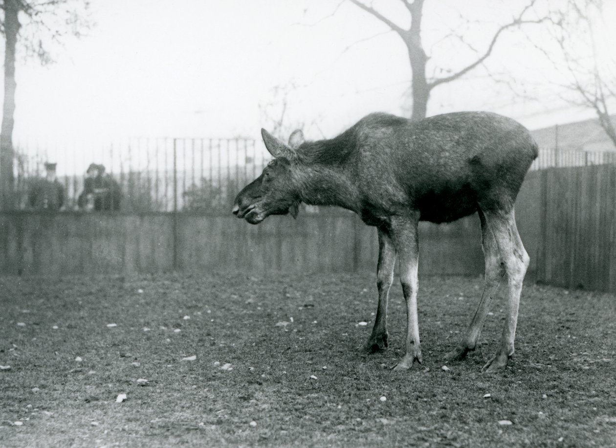Een jonge stier Eland/Elk, met wonden van recent afgeworpen gewei, staand in zijn paddock in London Zoo (zwart-wit foto) door Frederick William Bond