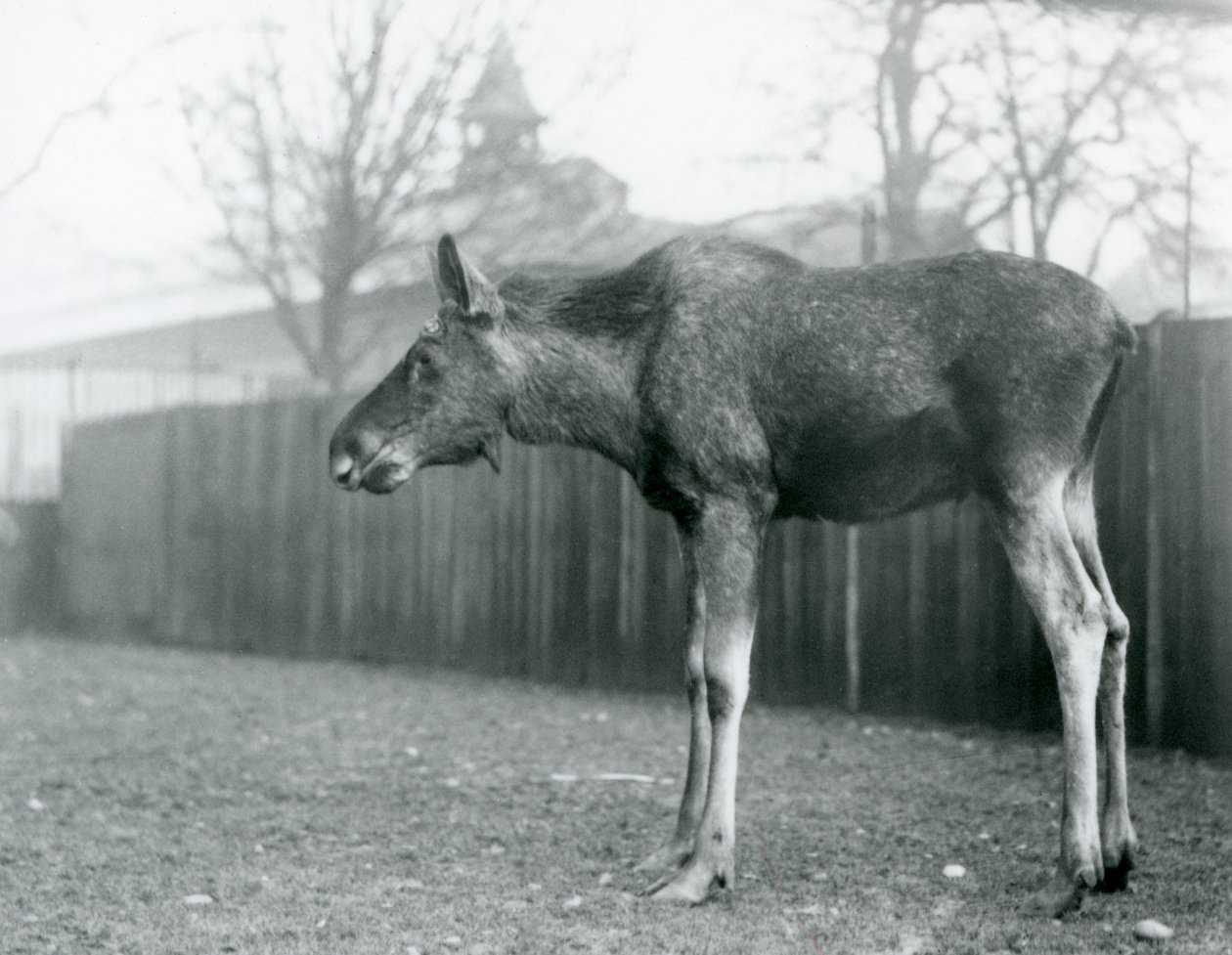 Een jonge stier eland, met wonden van recent afgeworpen gewei, staand in zijn paddock in London Zoo door Frederick William Bond
