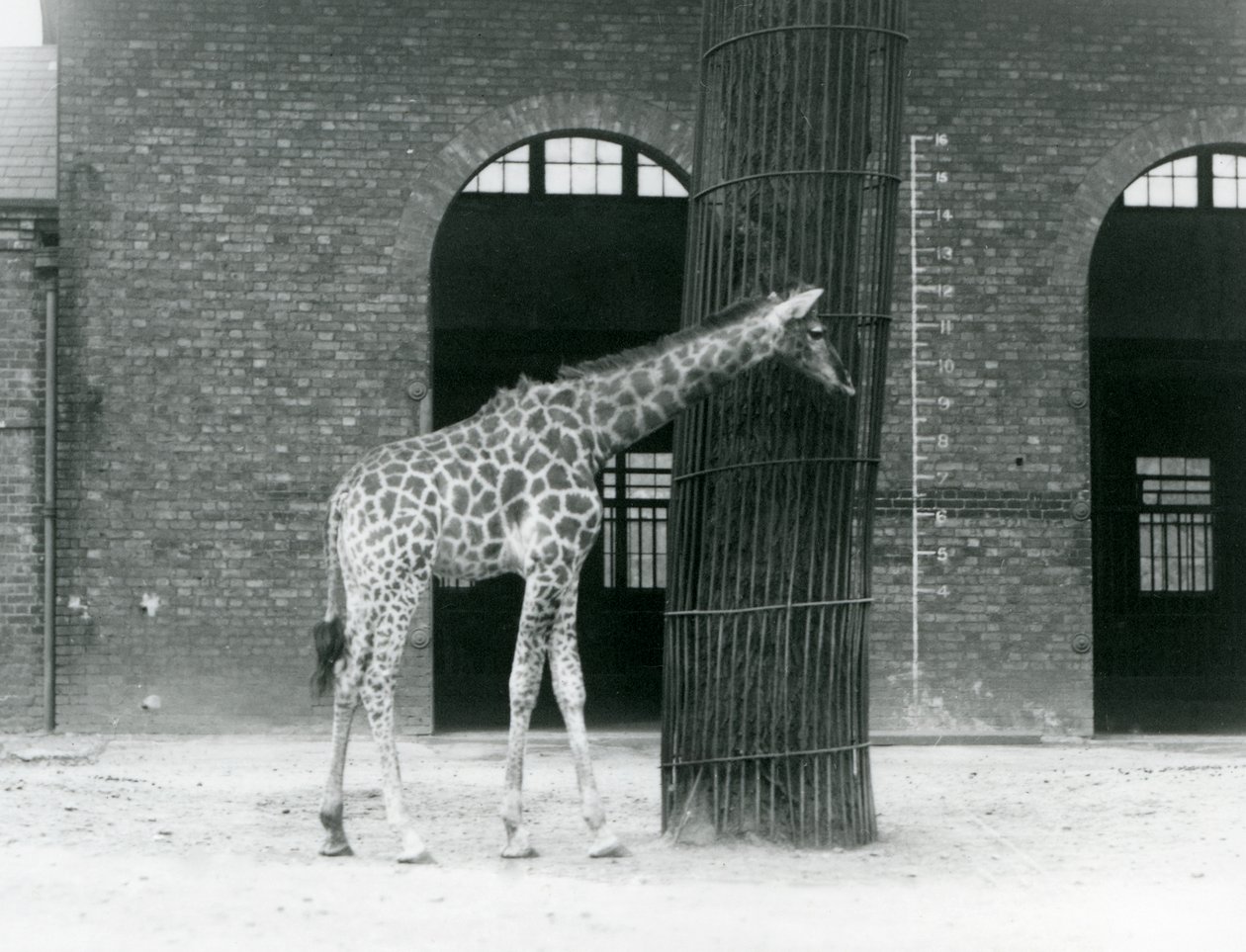 Een jonge vrouwelijke giraffe staand voor een boom, in de weide buiten het Giraffenhuis, London Zoo door Frederick William Bond
