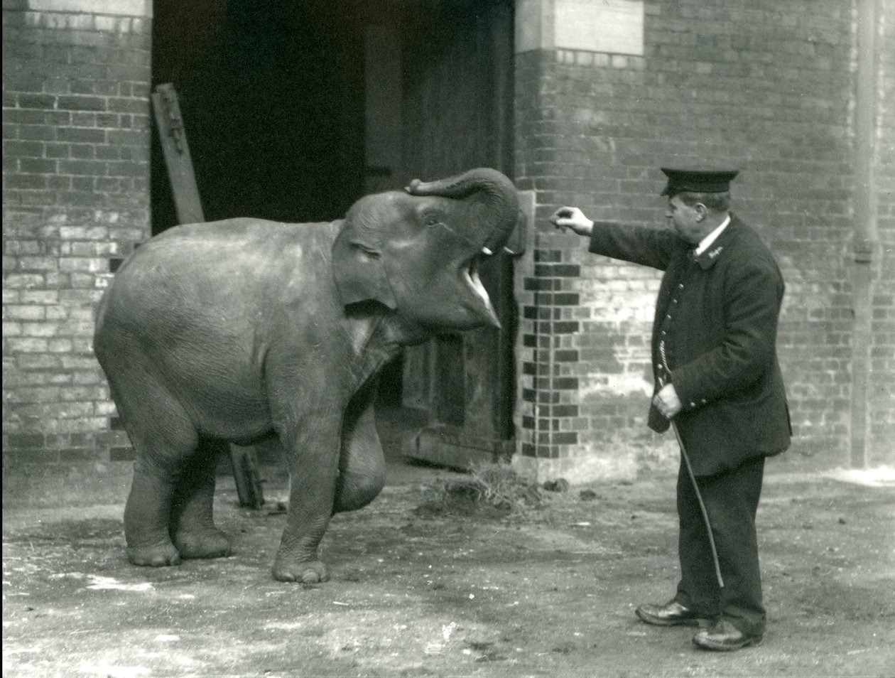 Een jonge vrouwelijke Indiase olifant met verzorger H. Robertson, London Zoo, 22 februari 1922 door Frederick William Bond