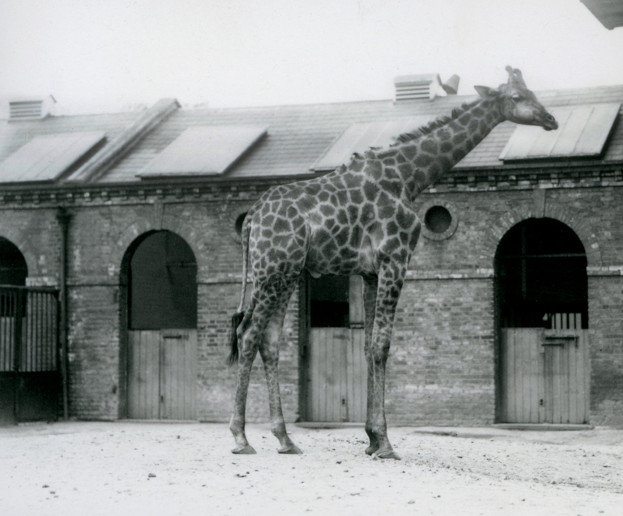 Een jonge mannelijke giraffe staand in zijn paddock voor het giraffenhuis, London Zoo door Frederick William Bond
