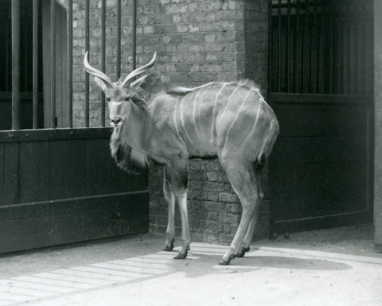 Een jonge mannelijke Grote Koedoe in zijn verblijf in London Zoo in 1929 (zwart-wit foto) door Frederick William Bond