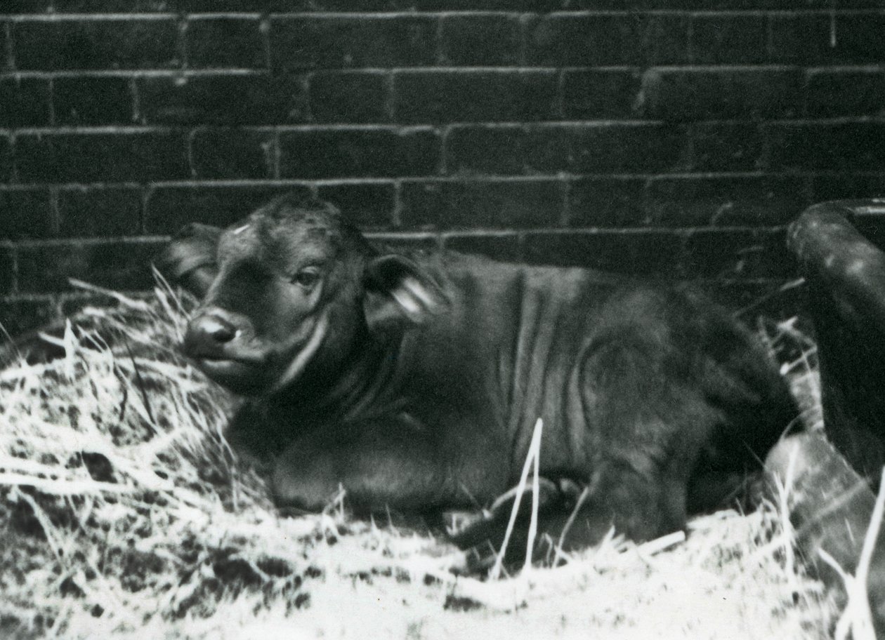Een Afrikaanse Kaapse Buffel kalf, geboren in de menagerie op 8 februari 1927, liggend in stro, London Zoo, februari 1927 door Frederick William Bond