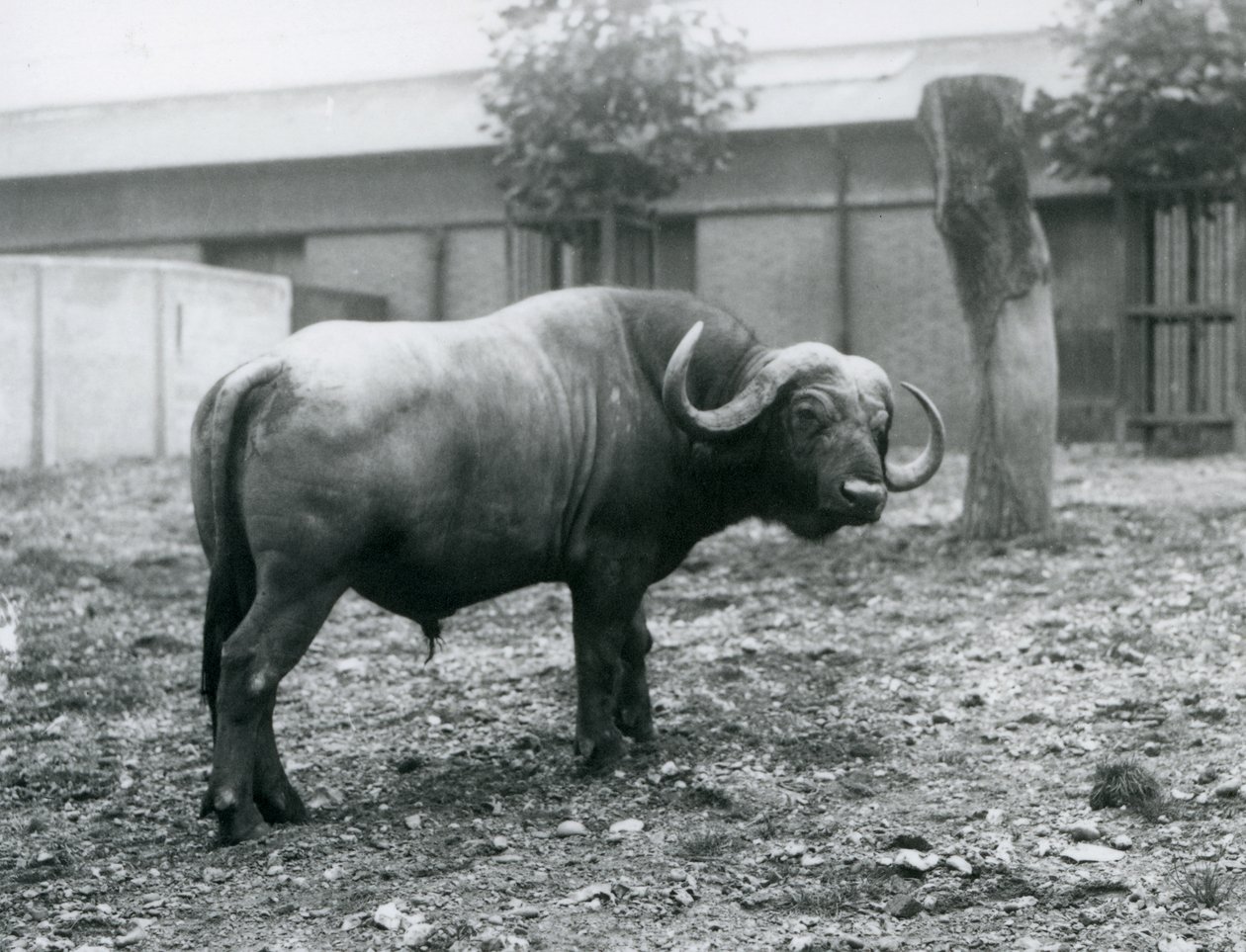 Een Afrikaanse buffel in zijn verblijf in de London Zoo, 1927 door Frederick William Bond