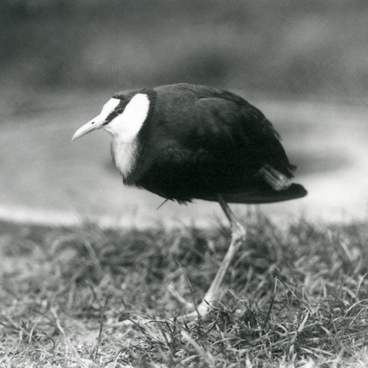 Een Afrikaanse Jacana staand op gras bij de London Zoo, augustus 1927 door Frederick William Bond
