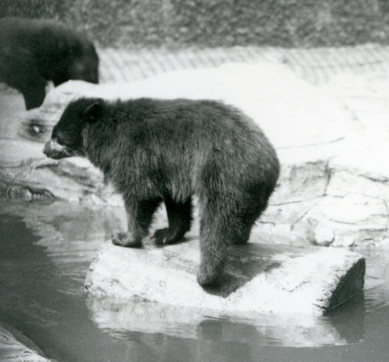 Een Andes Brilbeer balancerend op een boomstam in een waterpoel, London Zoo, juni 1925 door Frederick William Bond