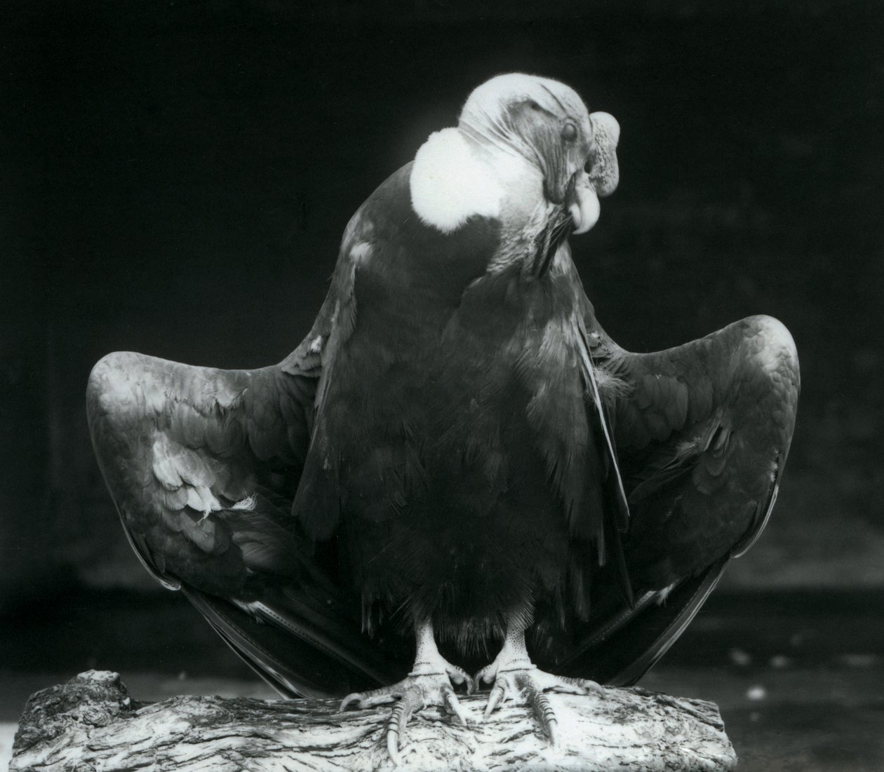 Een Andescondor rustend op een boomstam, London Zoo, 1925 door Frederick William Bond