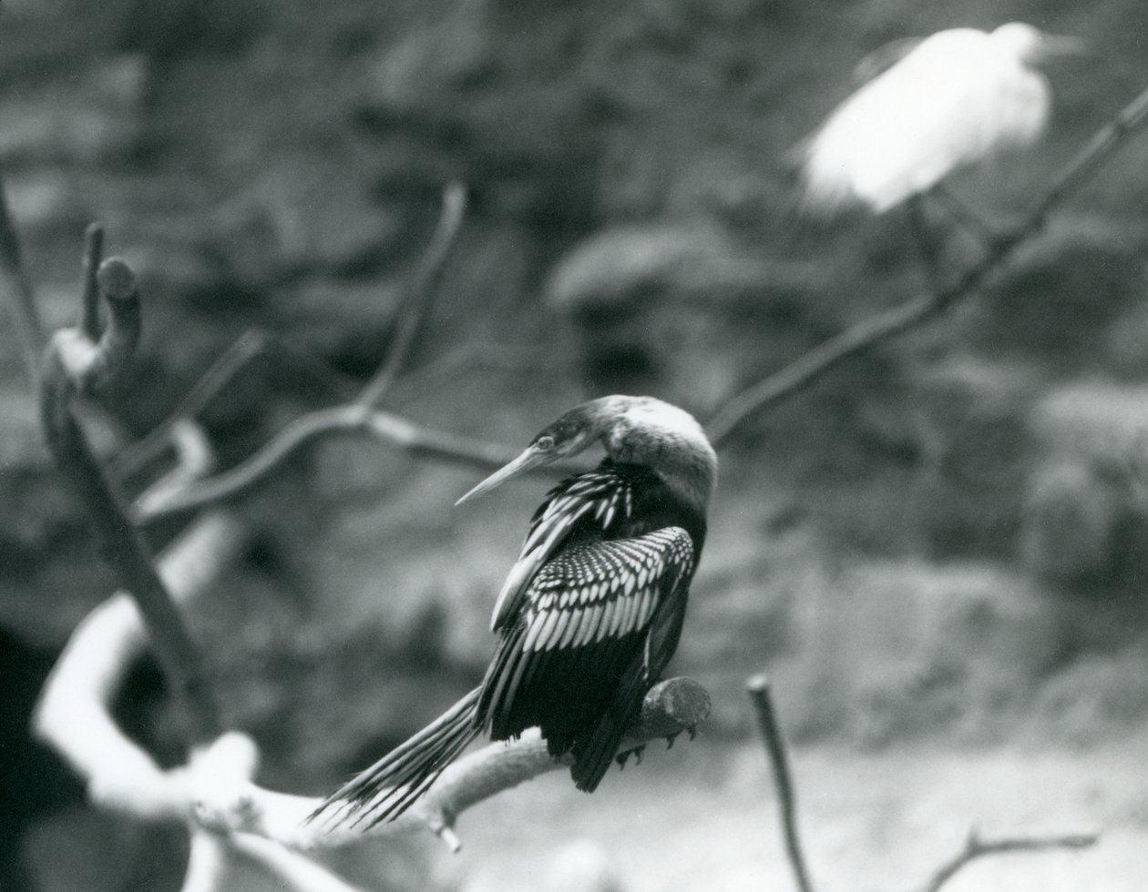 Een AnhingaAmerikaanse SlangenvogelWaterkalkoen zittend op een tak in London Zoo in september 1927 door Frederick William Bond