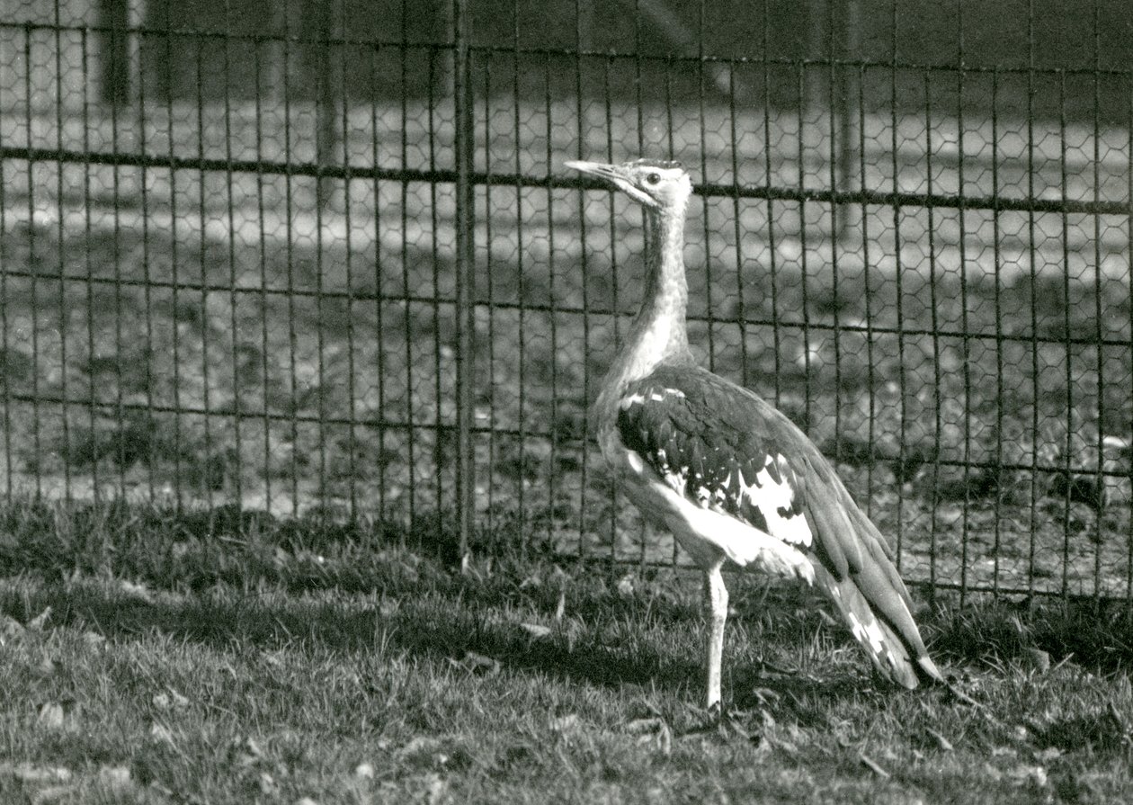 Een Arabische trap staand in zijn verblijf in London Zoo, 1924 door Frederick William Bond
