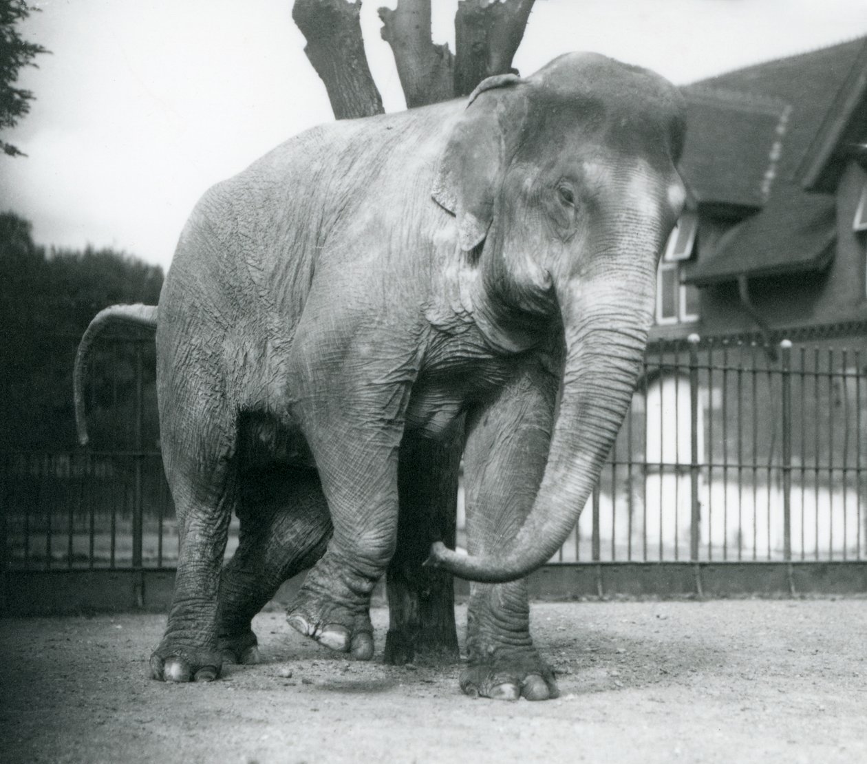Een Aziatische olifant die zich krabt tegen een dode boom, London Zoo door Frederick William Bond