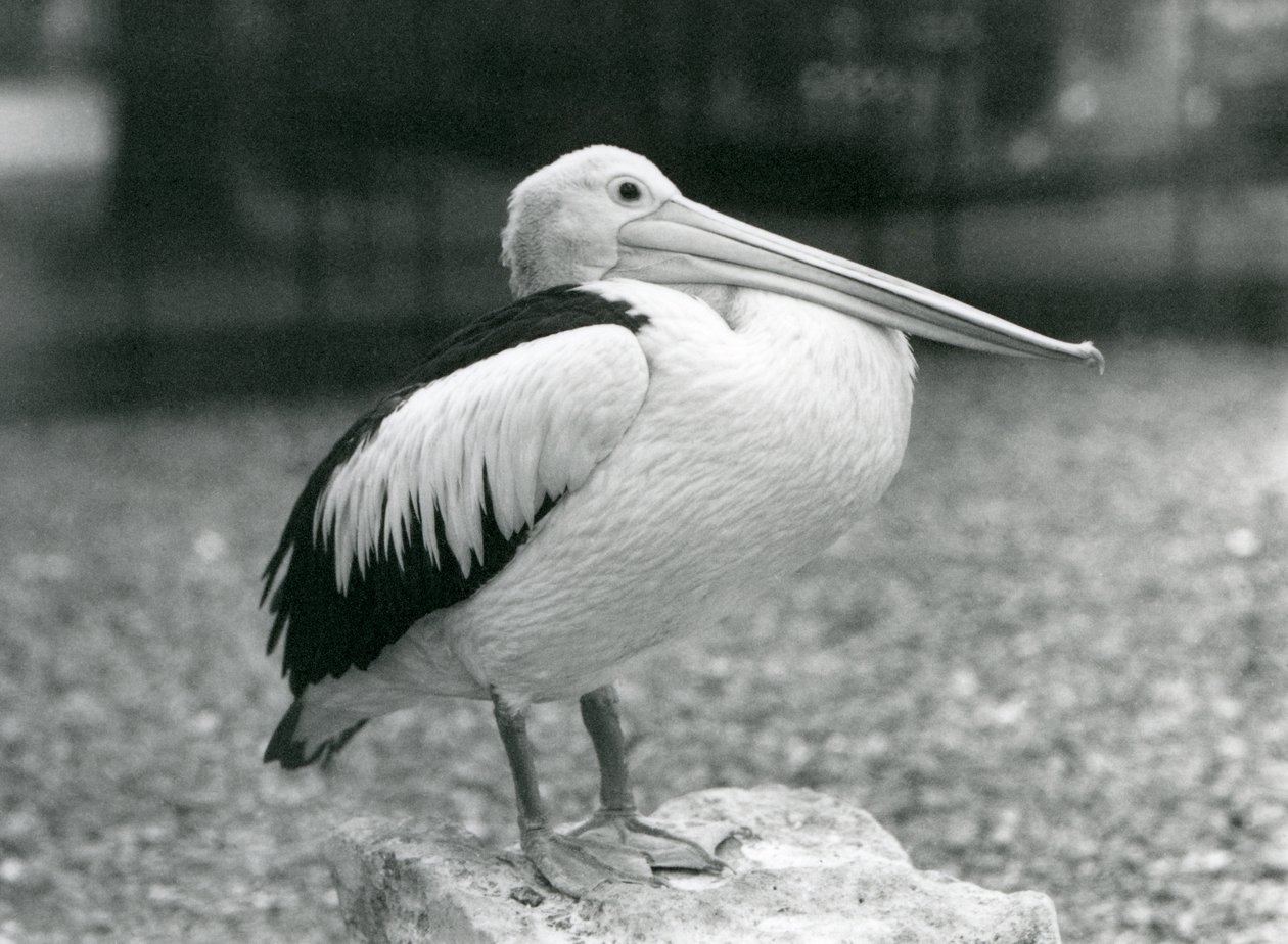 Een Australische Pelikaan staand op een steen in London Zoo in 1929 (zwart-wit foto) door Frederick William Bond