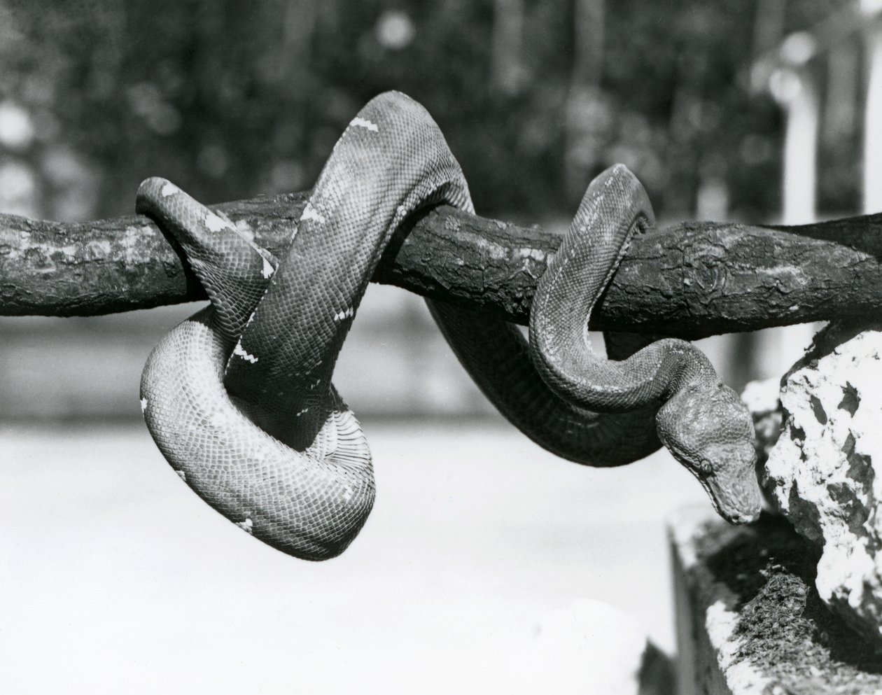 Een smaragdboa met zijn lichaam opgerold langs een horizontale tak, kijkend naar de grond, London Zoo, oktober 1928 door Frederick William Bond