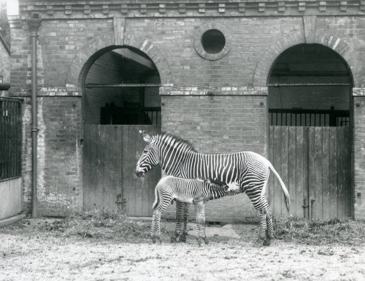 Een Bedreigde GrevysKeizerlijke Zebra die haar veulen voedt, in hun paddock in London Zoo in 1927 door Frederick William Bond