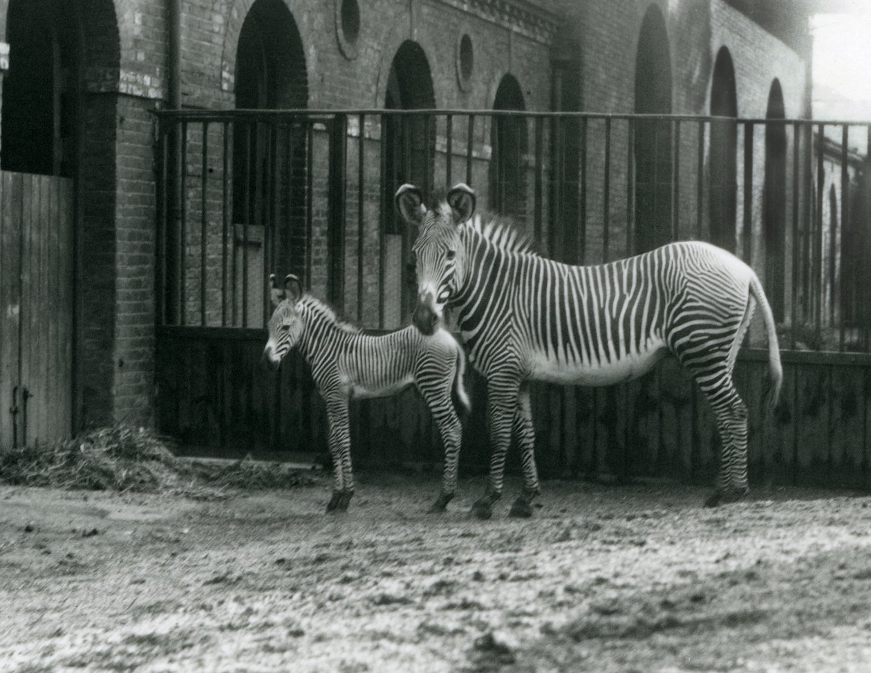 Een Bedreigde Grevy