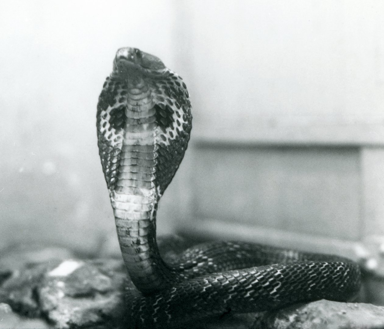 Een Indische Brilslang met opgeheven kop en gespreide kap, London Zoo, oktober 1925 door Frederick William Bond