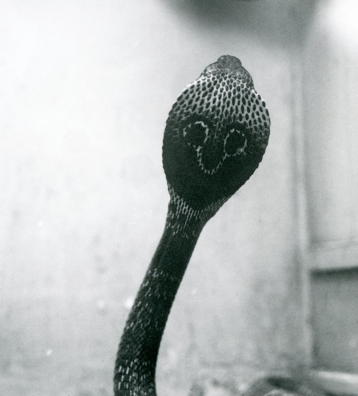 Een Indische Brilslang met opgeheven kop en gespreide kap, London Zoo, oktober 1925 door Frederick William Bond