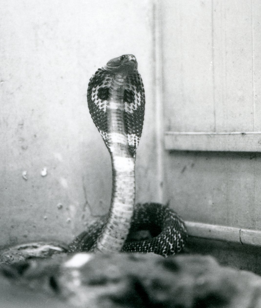 Een Indische Brilslang met opgeheven kop en gespreide kap, London Zoo, oktober 1925 door Frederick William Bond
