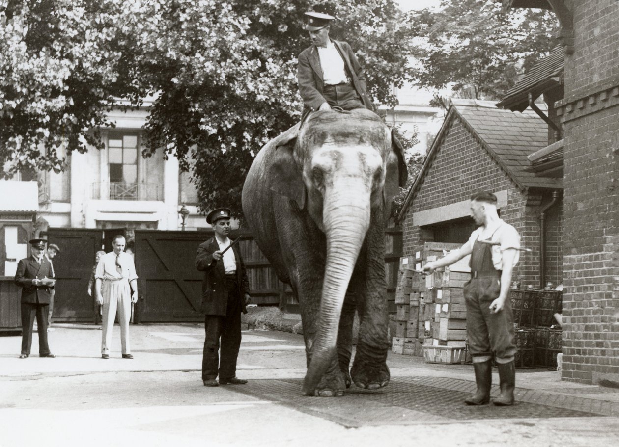 Een Indiase Olifant wordt gewogen door verzorgers in de Londense Dierentuin, augustus 1935 door Frederick William Bond