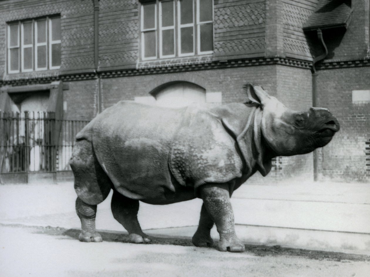 Een Indische neushoorn in de London Zoo, 1927 door Frederick William Bond