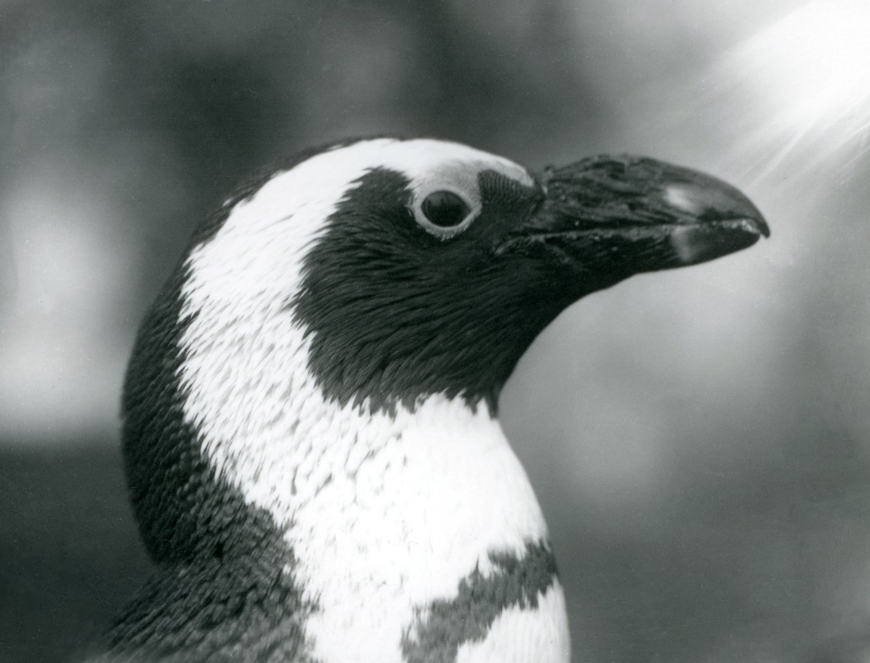 Een volwassen Zwartvoetpinguïn in London Zoo, september 1925 door Frederick William Bond
